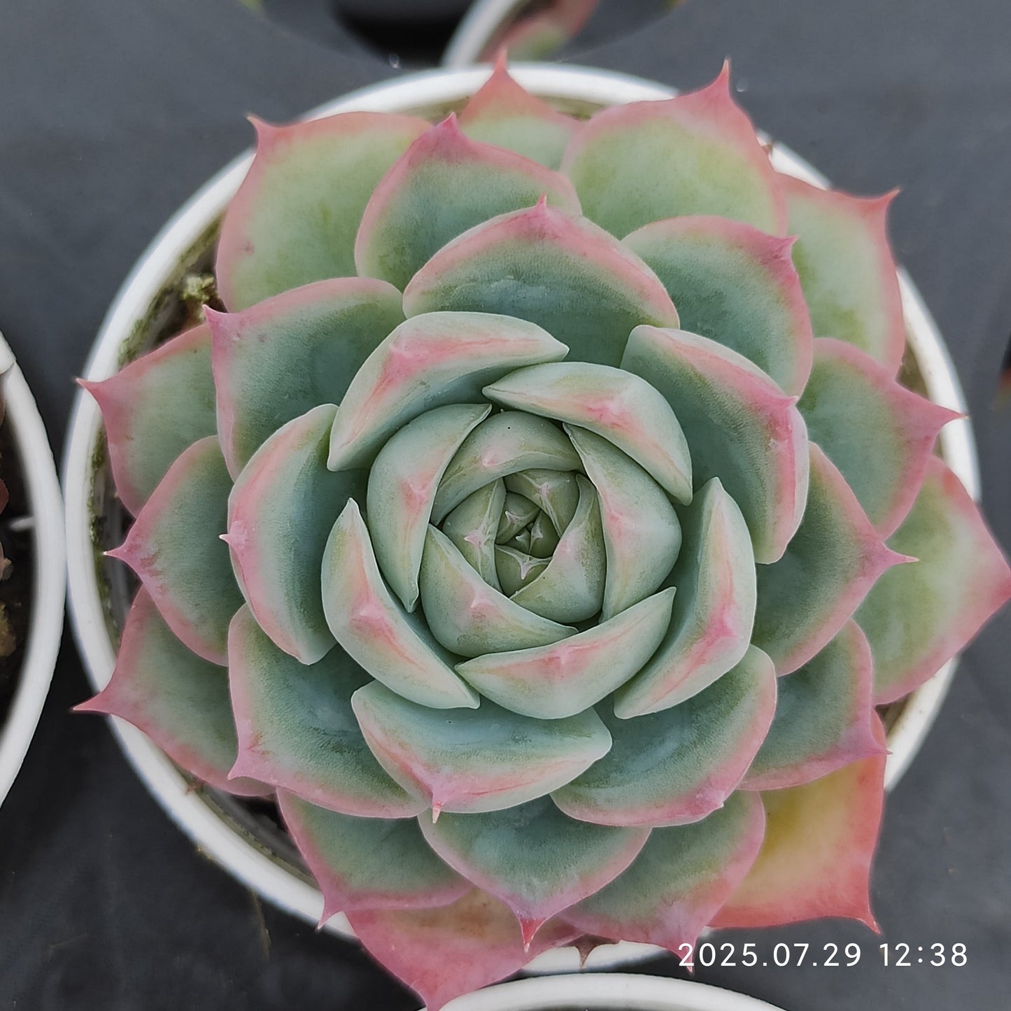ZZA221 シルエット (5.5cm pot)