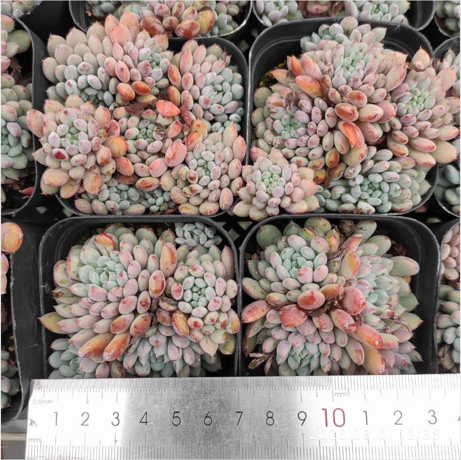 QN857 セトサー ロンデリー(7cm pot)