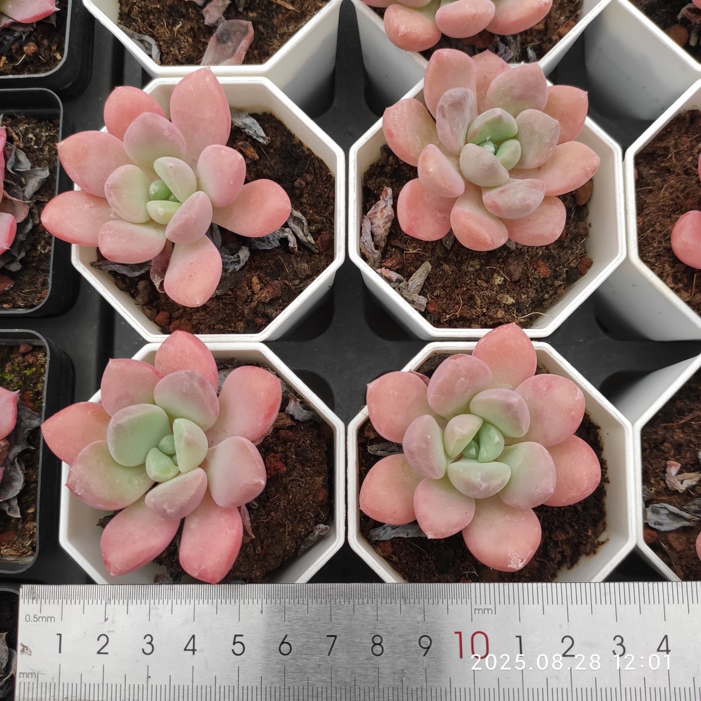 YBB277 イーグレット(白鷺)(7cm pot)