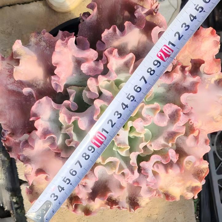 22657 メリディアン(25cm pot)