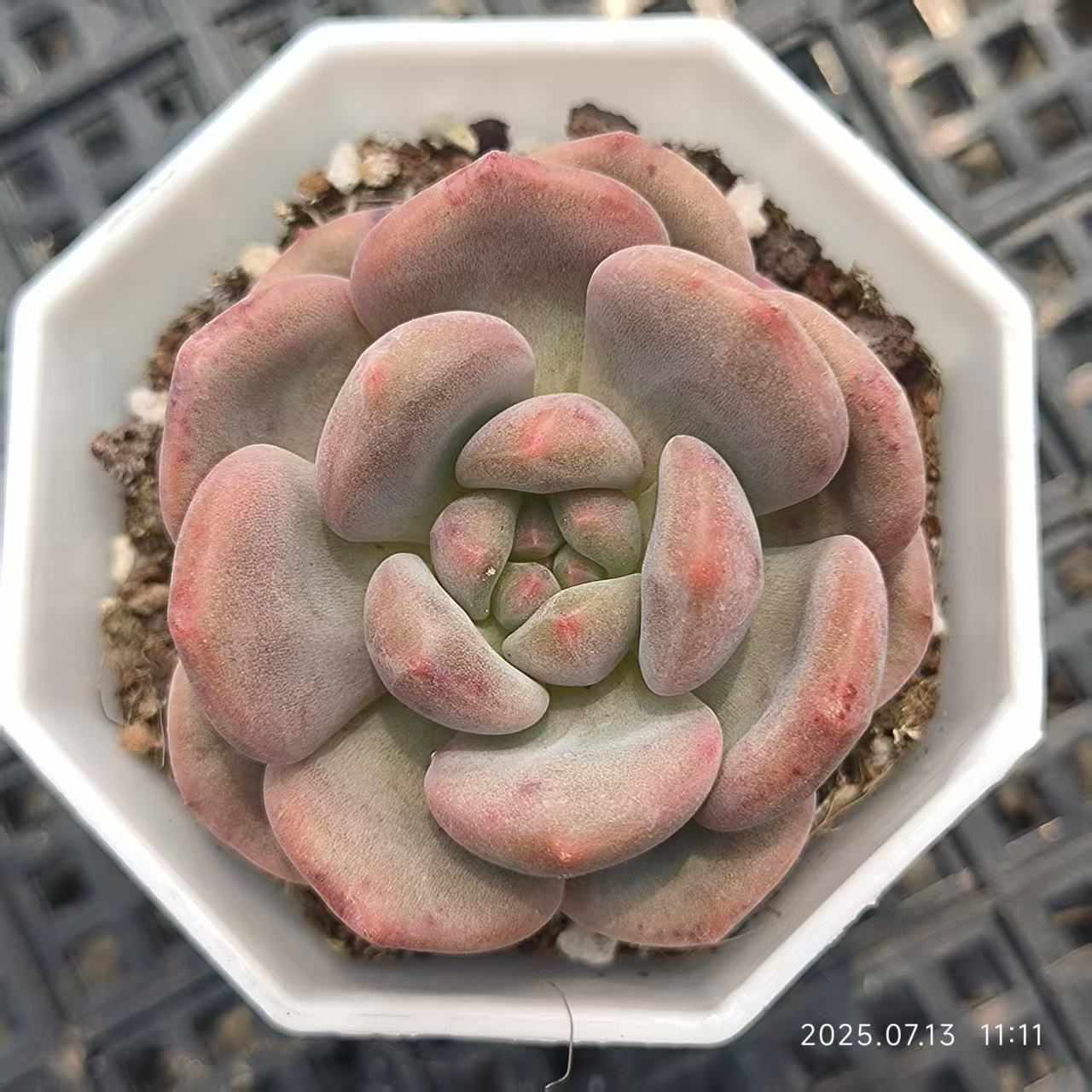 FFH229 アリエル(5cm pot)