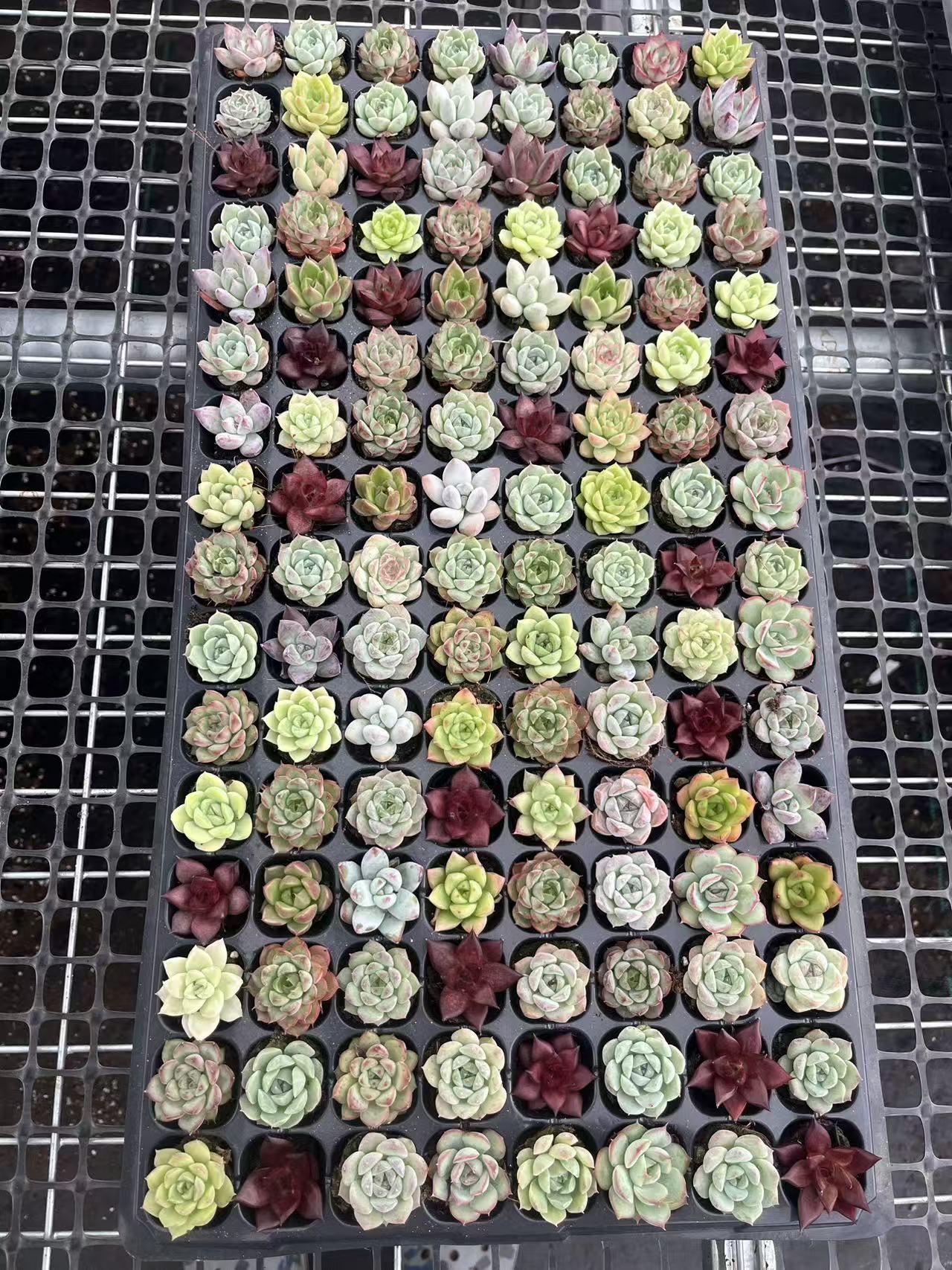 21742 ルビン x オンスロー(3cm pot)(ポット苗)