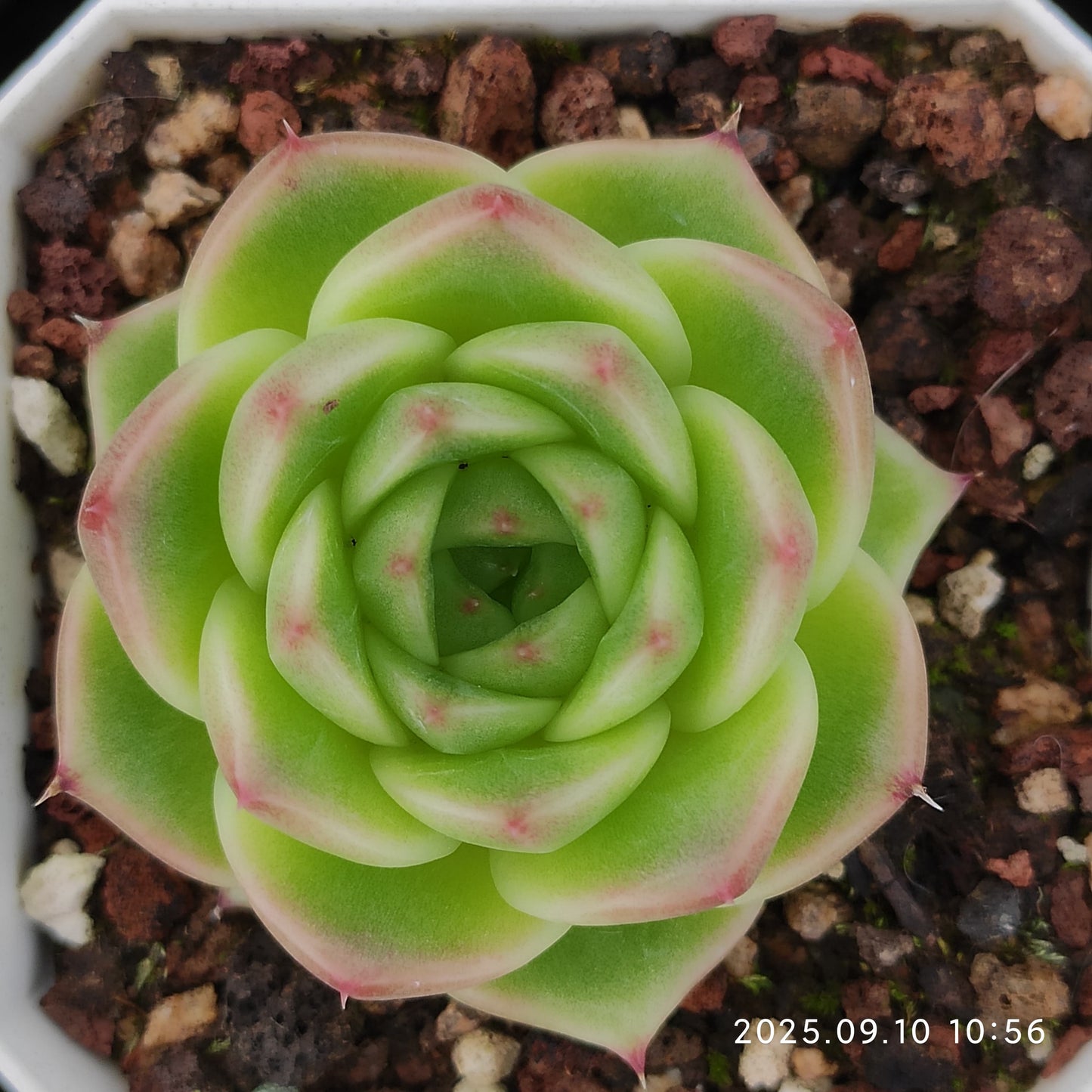 HG057 アメイジング グレース x ブルー ドラゴン(7cm pot)