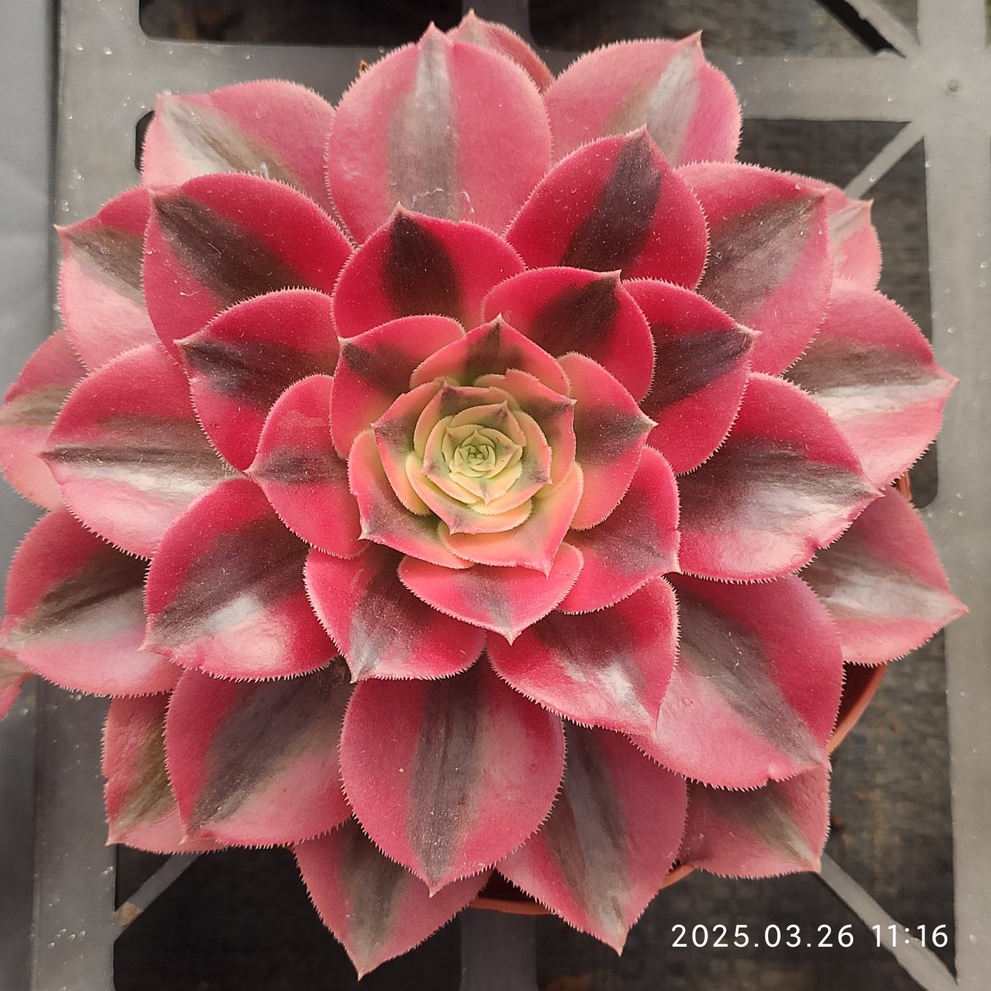 ZXX593 ウィッチ (12cm pot)