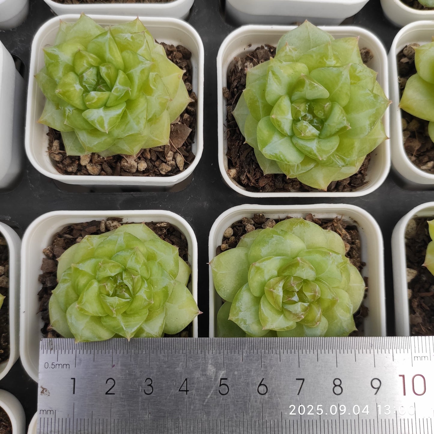 MMY884 ウィンター プラム(5.5cm pot)