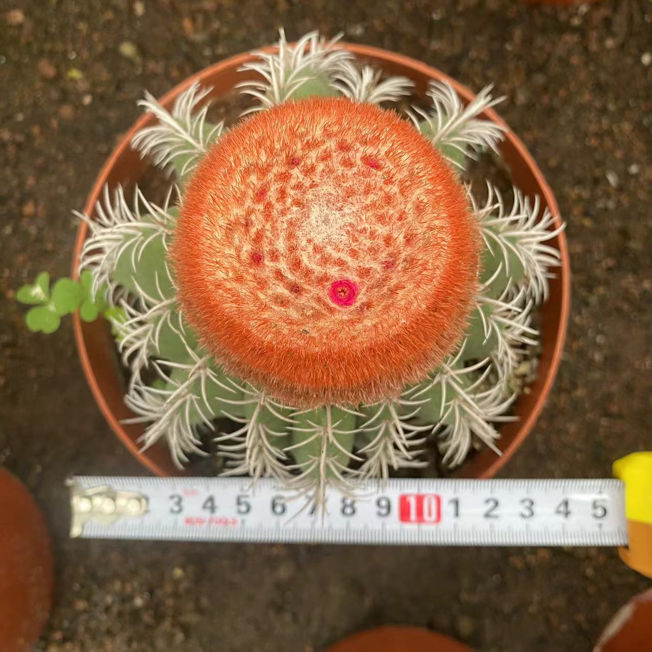 9548 魔雲(15cm pot)