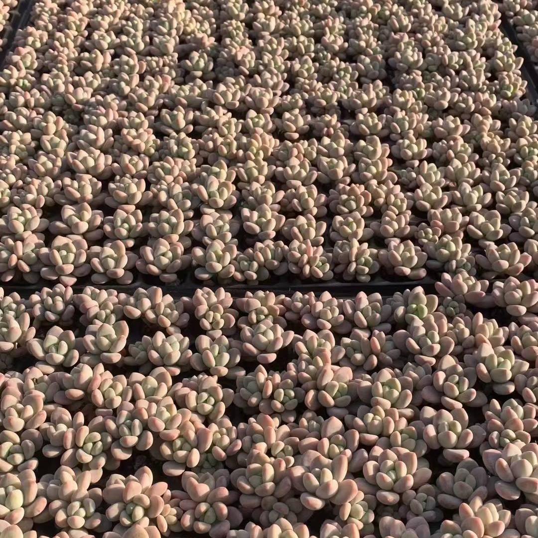 23439 レジェンド(3cm pot)(ポット苗)