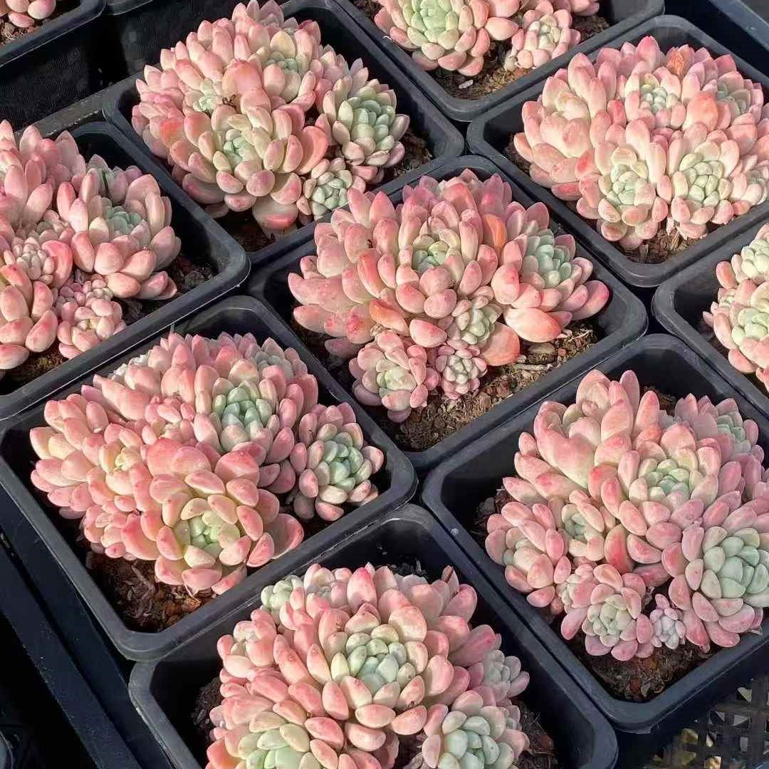 25390 ジェード リング