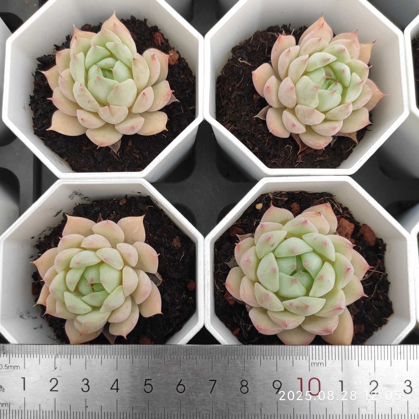 YBB035 ティッピー(7cm pot)