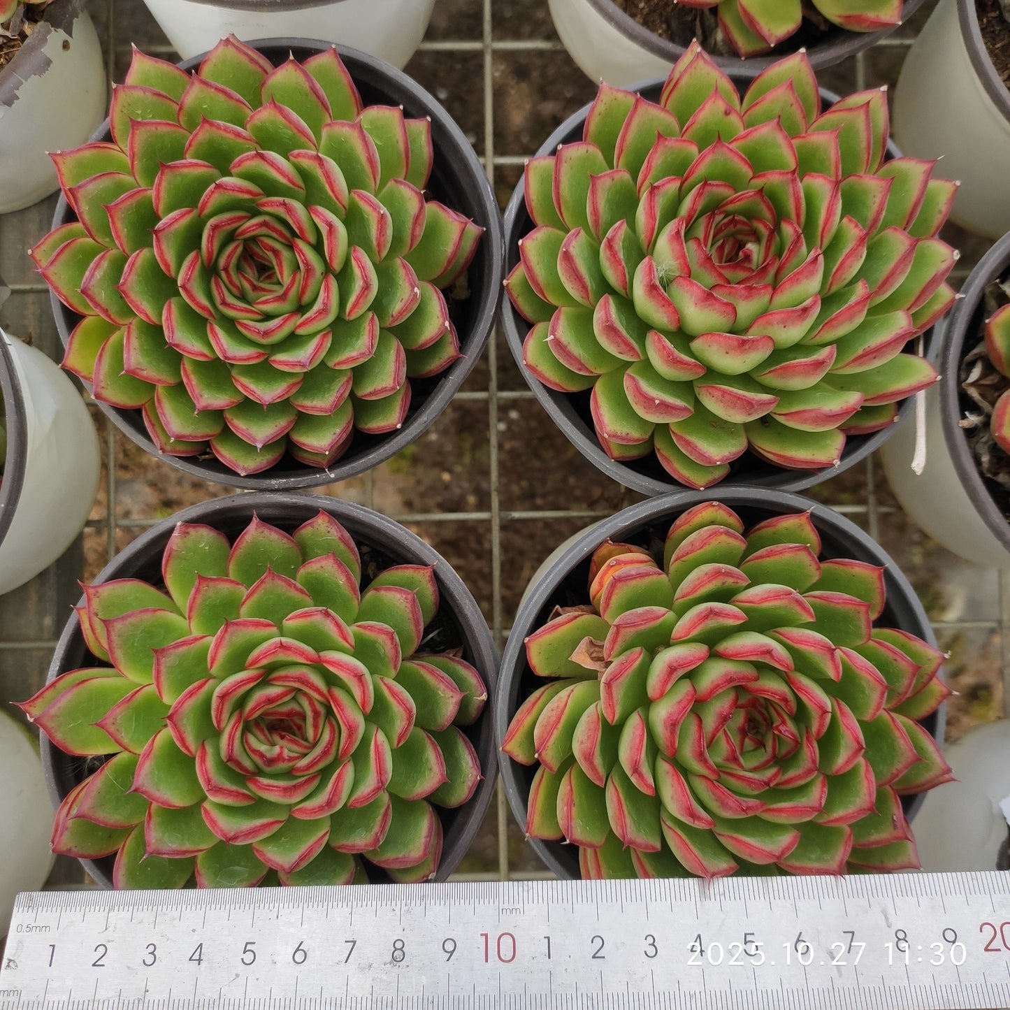 ZAJ013 ファイヤーフライ (12cm pot)