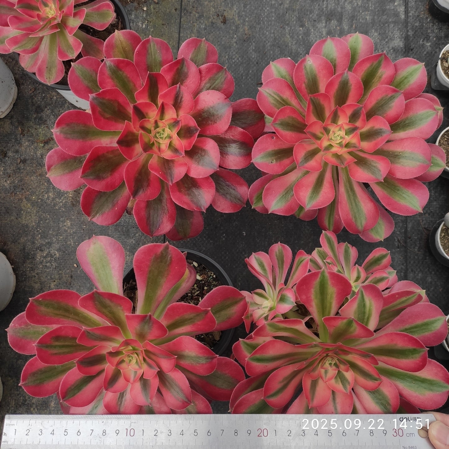 LB038 アエオニウム ウィッチ(12cm pot)
