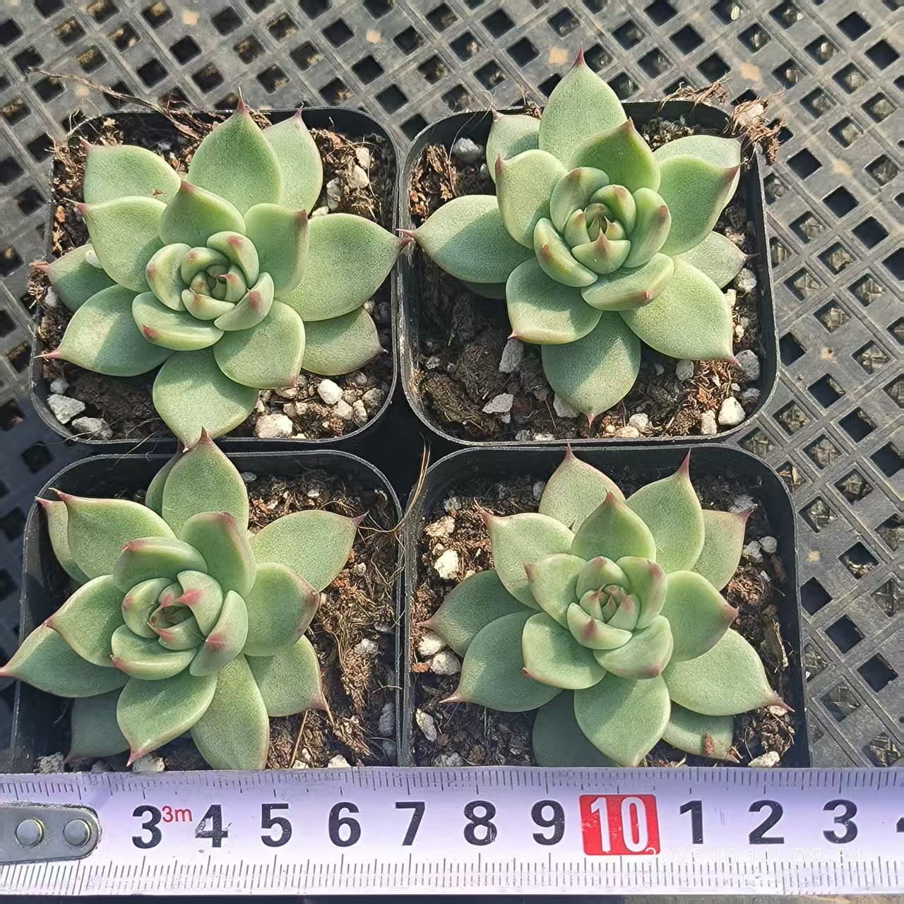 12651 トスカーナ(6.5cm pot)