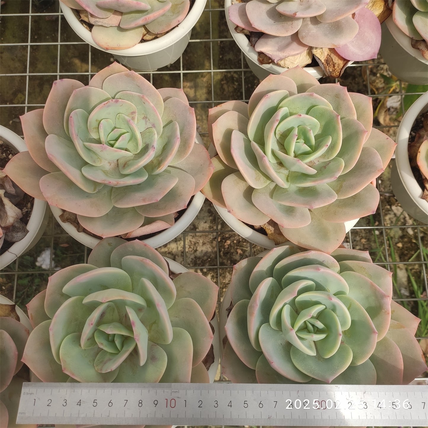 ZAJ032 ホワイトフェニックス (15cm pot)