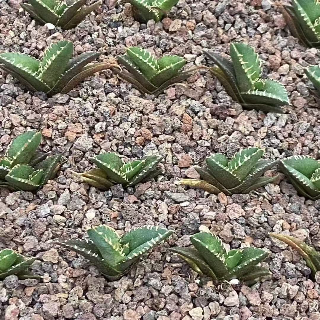 MH294 アガベ チタノタ 巨歯鯊(5cm pot)