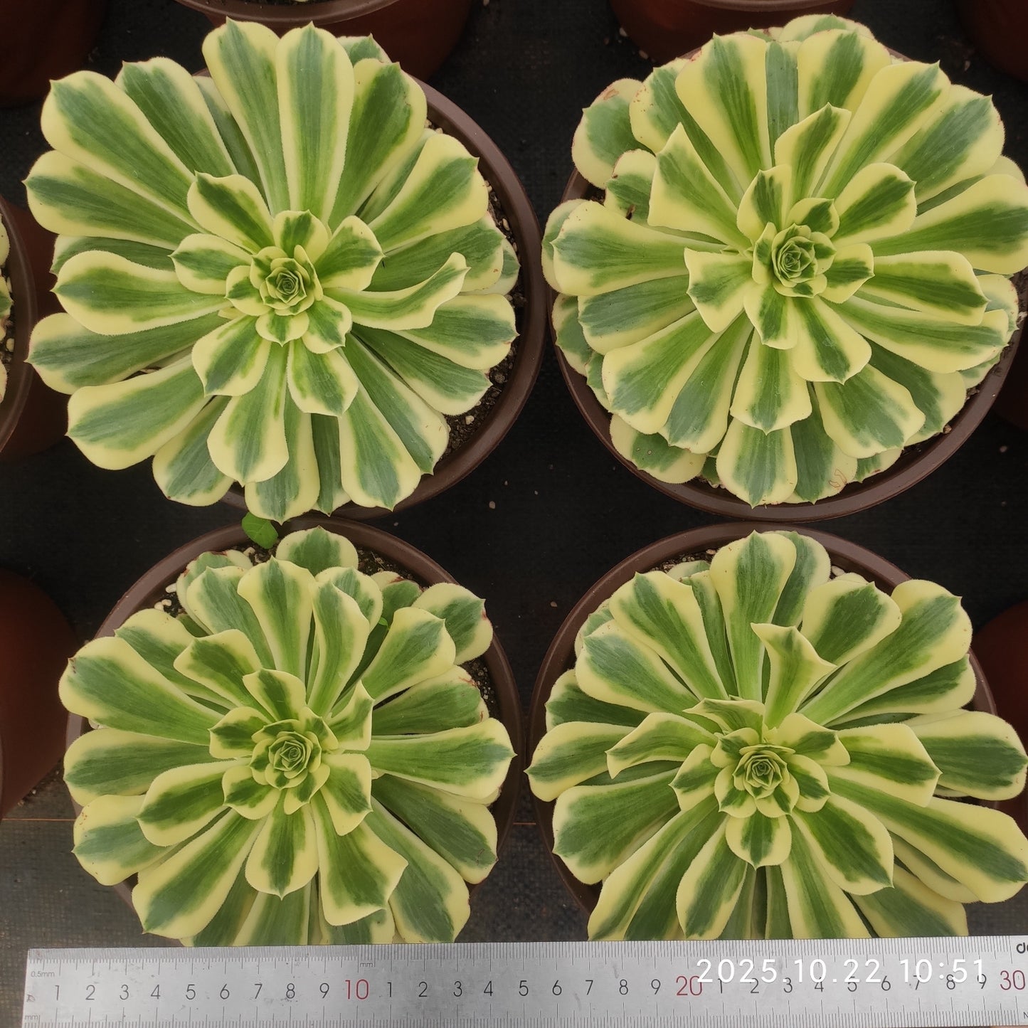 THH082 アエオニウム マバハ(18cm pot)