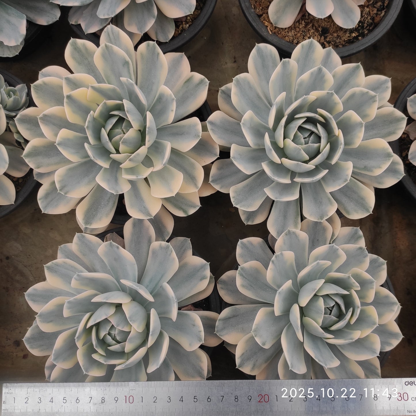 THH114 マケベニア錦(18cm pot)