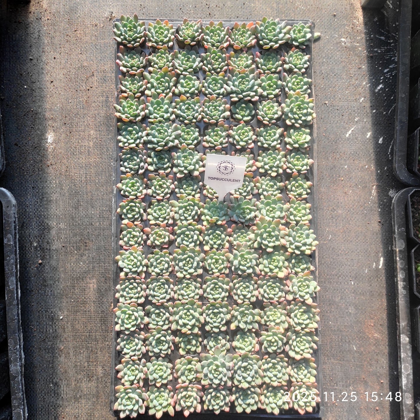 220671 ブルーエルフ(3cm pot)(ポット苗)