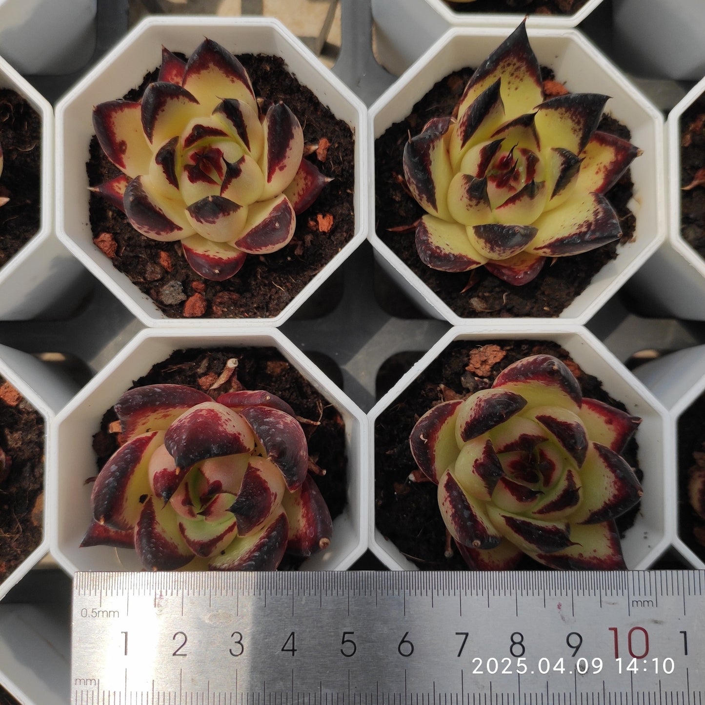 YBB029 エボニー(7cm pot)