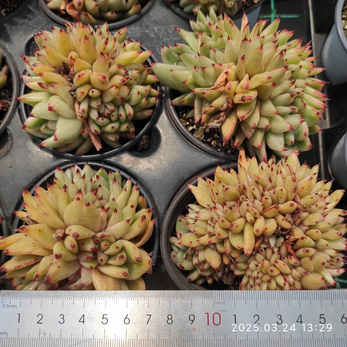 MMY1058 アイクソウル錦綴化(9cm pot)