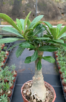 FGY036 アデニウム オベスム (6cm pot)葉がなし