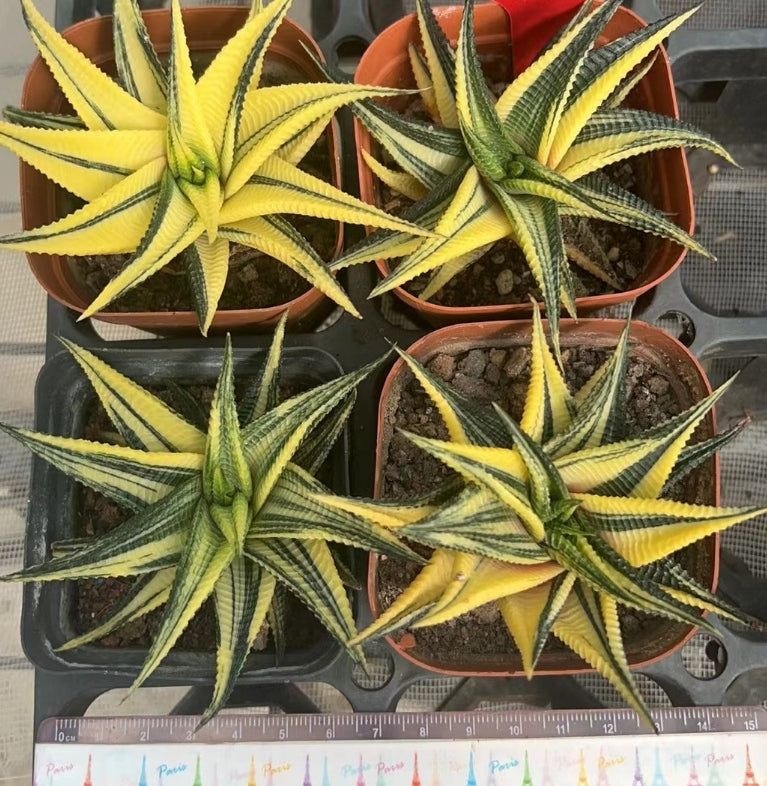 CS385 ハオルチア リミフォリア錦(7cm pot)