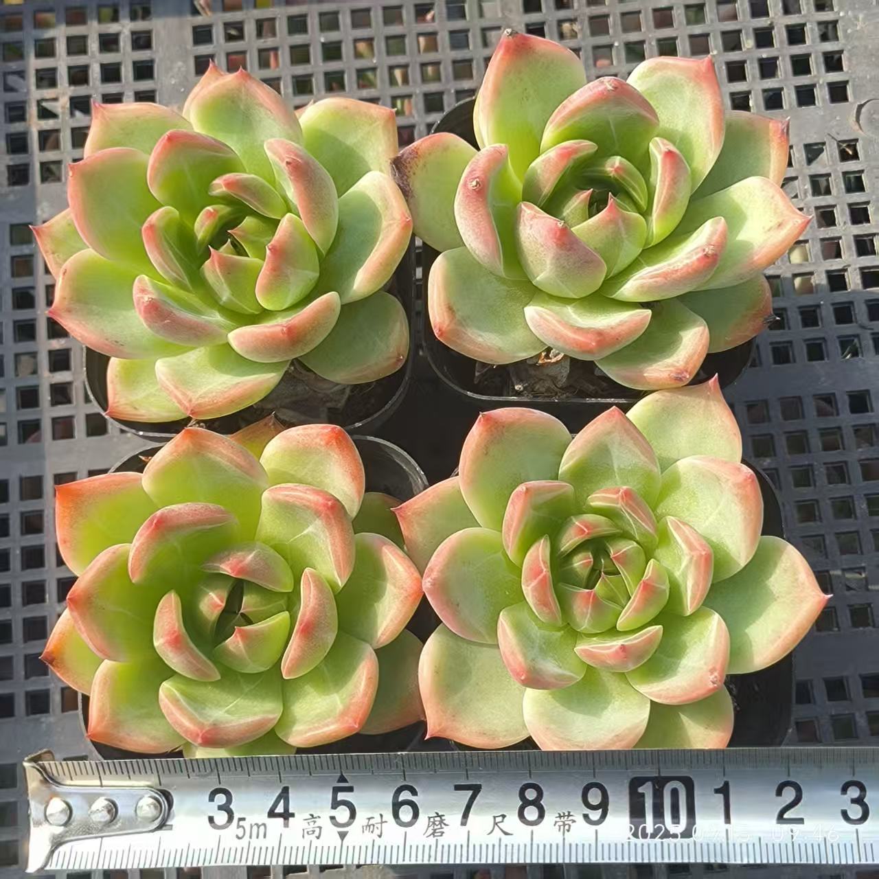 GR340 ブルードラゴン Hyb(6.5cm pot)