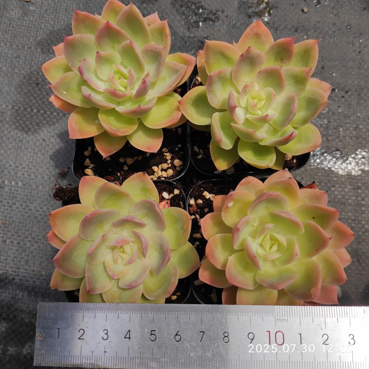QN842 シルクヴェール(7cm pot)