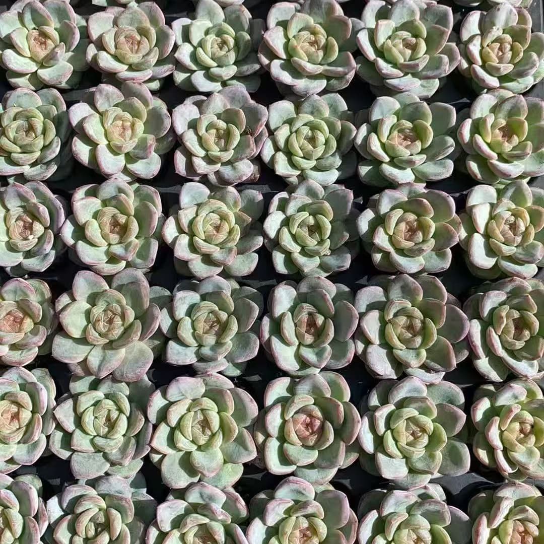 BL1998 スター ジェニー(3cm pot)