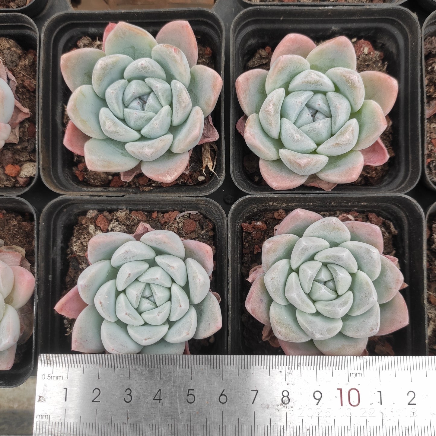 THH001 ジェイドバタフライ(7cm pot)