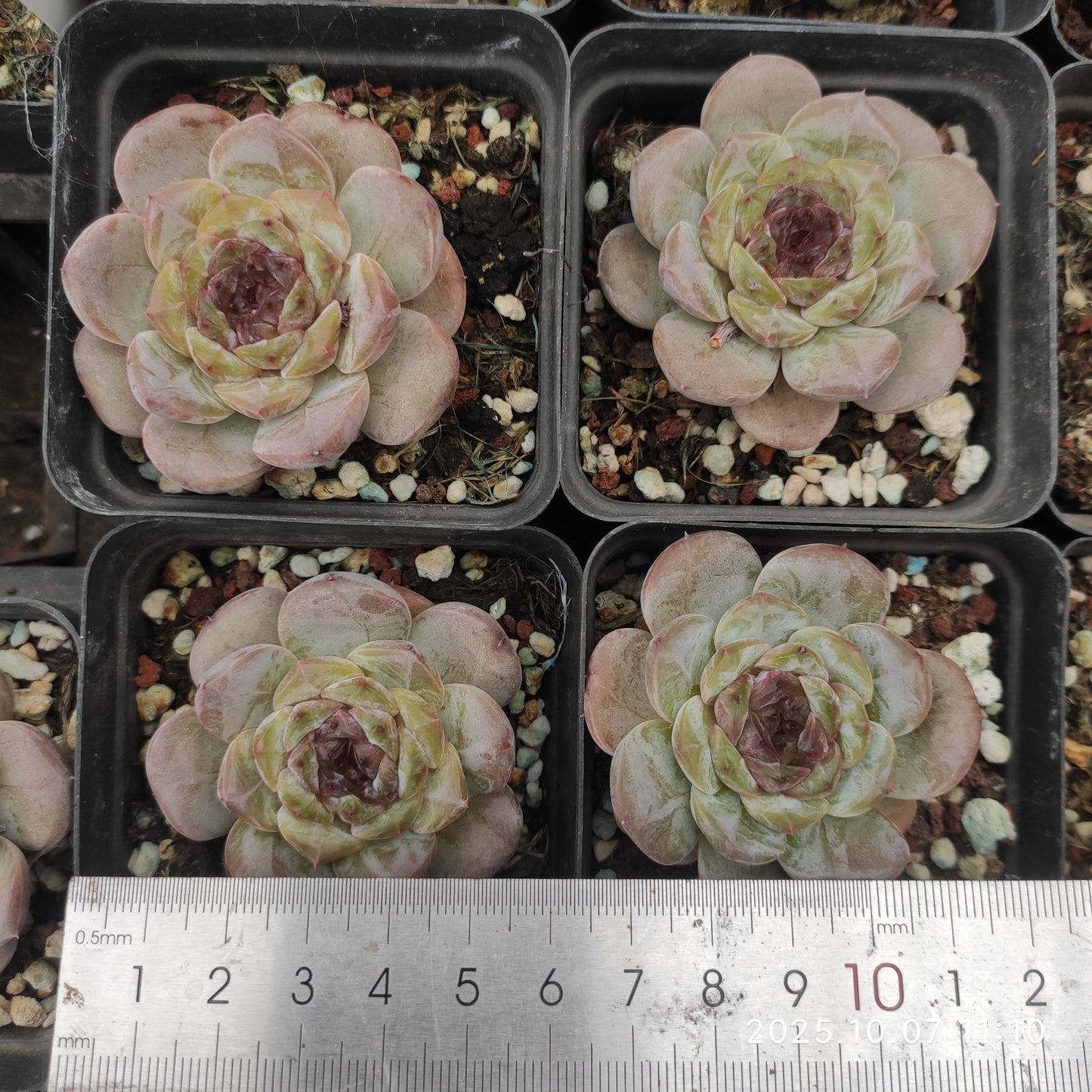 XQ1457 モンローHyb(7cm pot)
