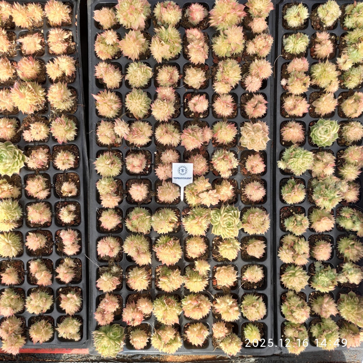 23540 バタフライ マルギャン(3cm pot)