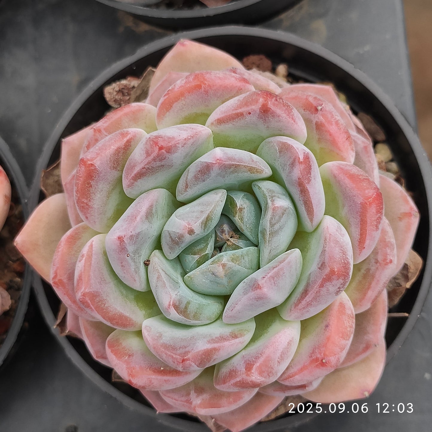 RC164 シック モンロー(7cm pot)
