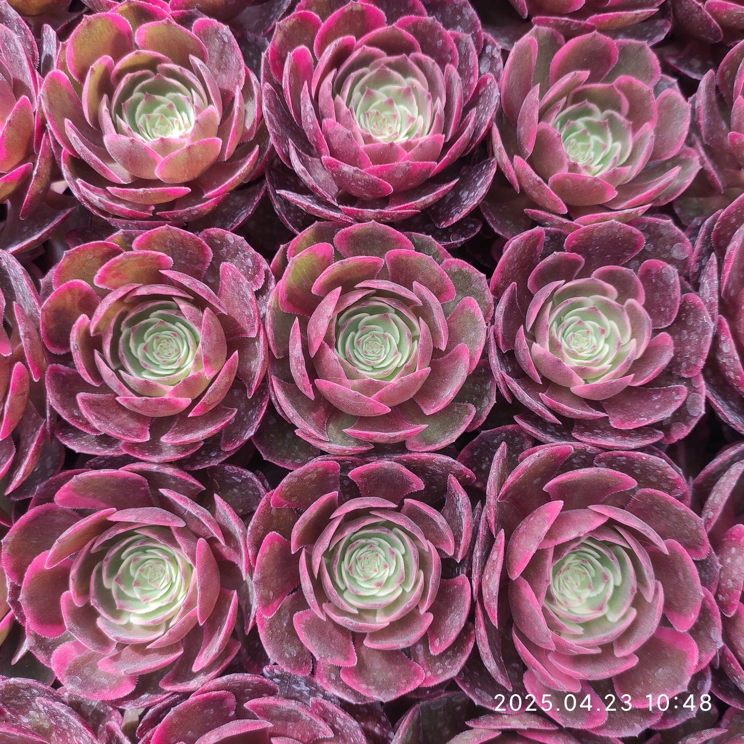 ON742 バンクェット(50cm pot)