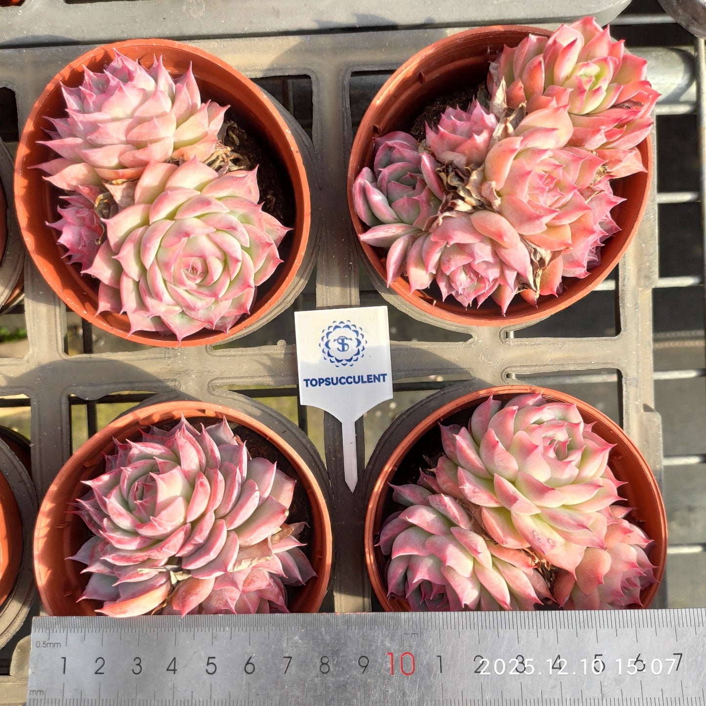 23350 シルエット