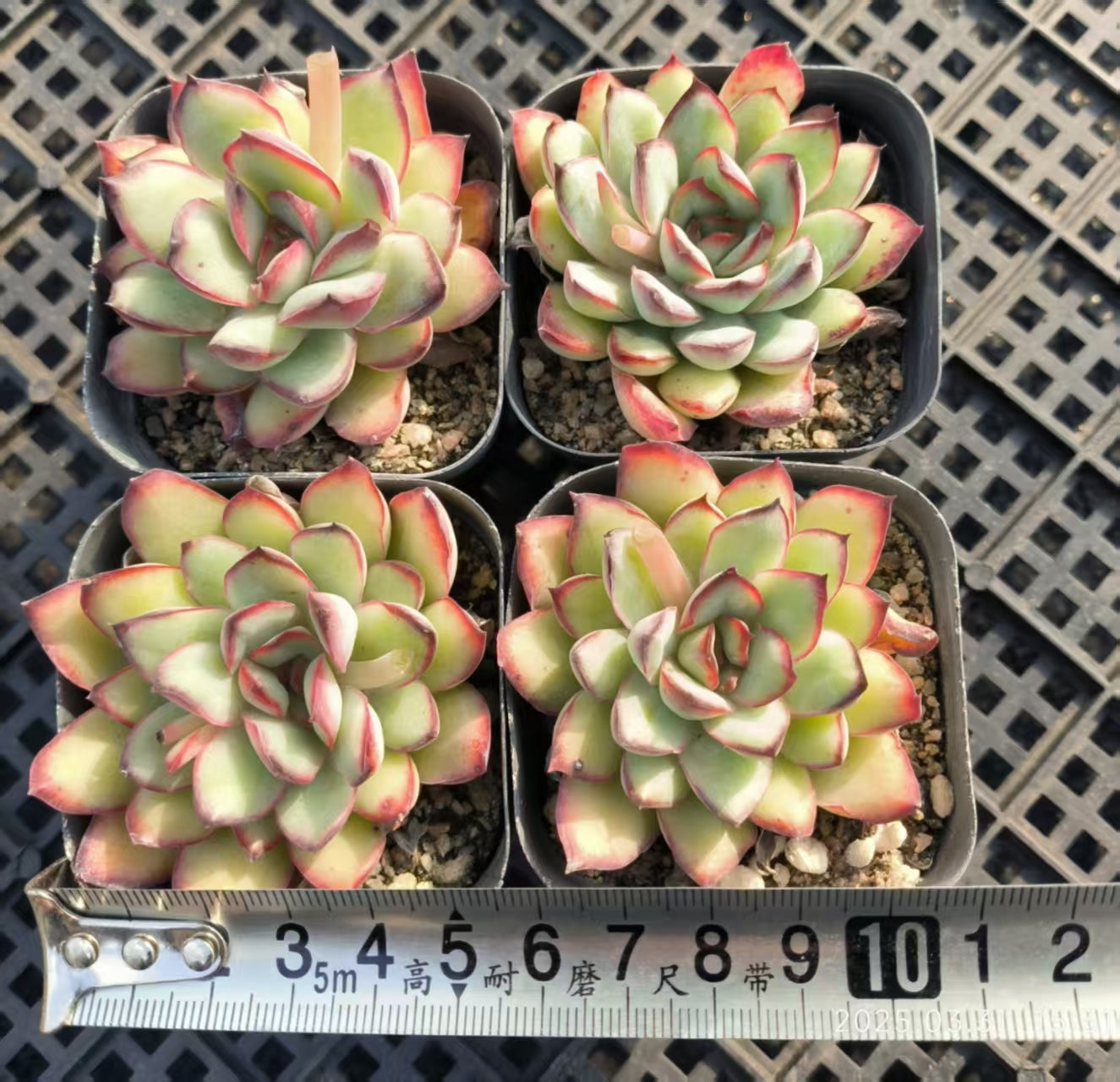 HH164 メキシコプリドニス(6.5cm pot)