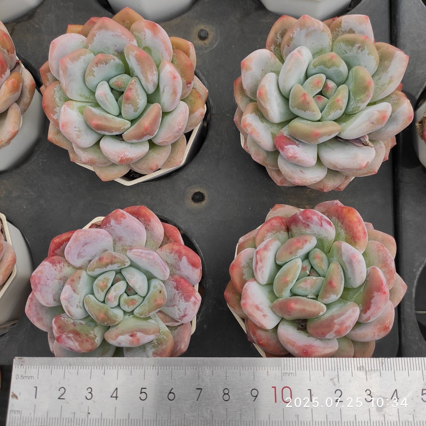 NGN017 フレーベル×モンロー (7cm pot)