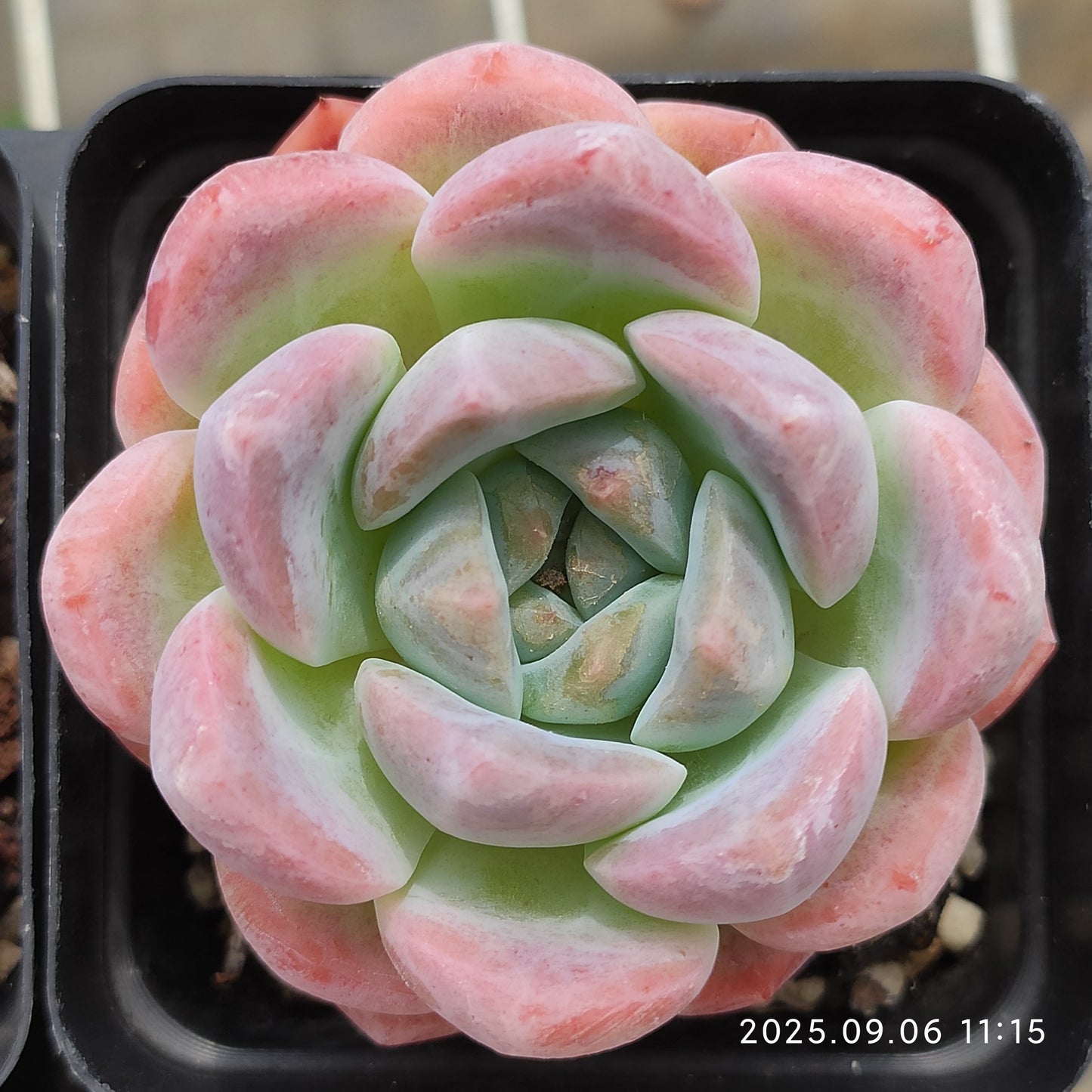 RC150 シック モンロー(7cm pot)
