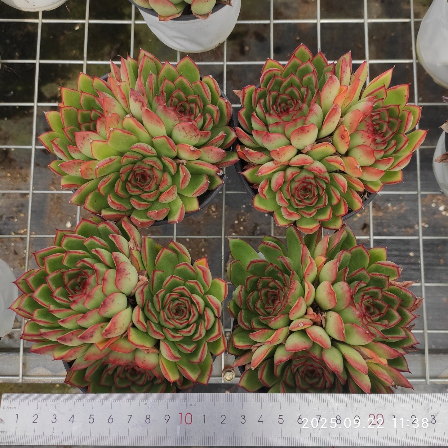 ZAJ065 ファイヤーフライ(12cm pot)