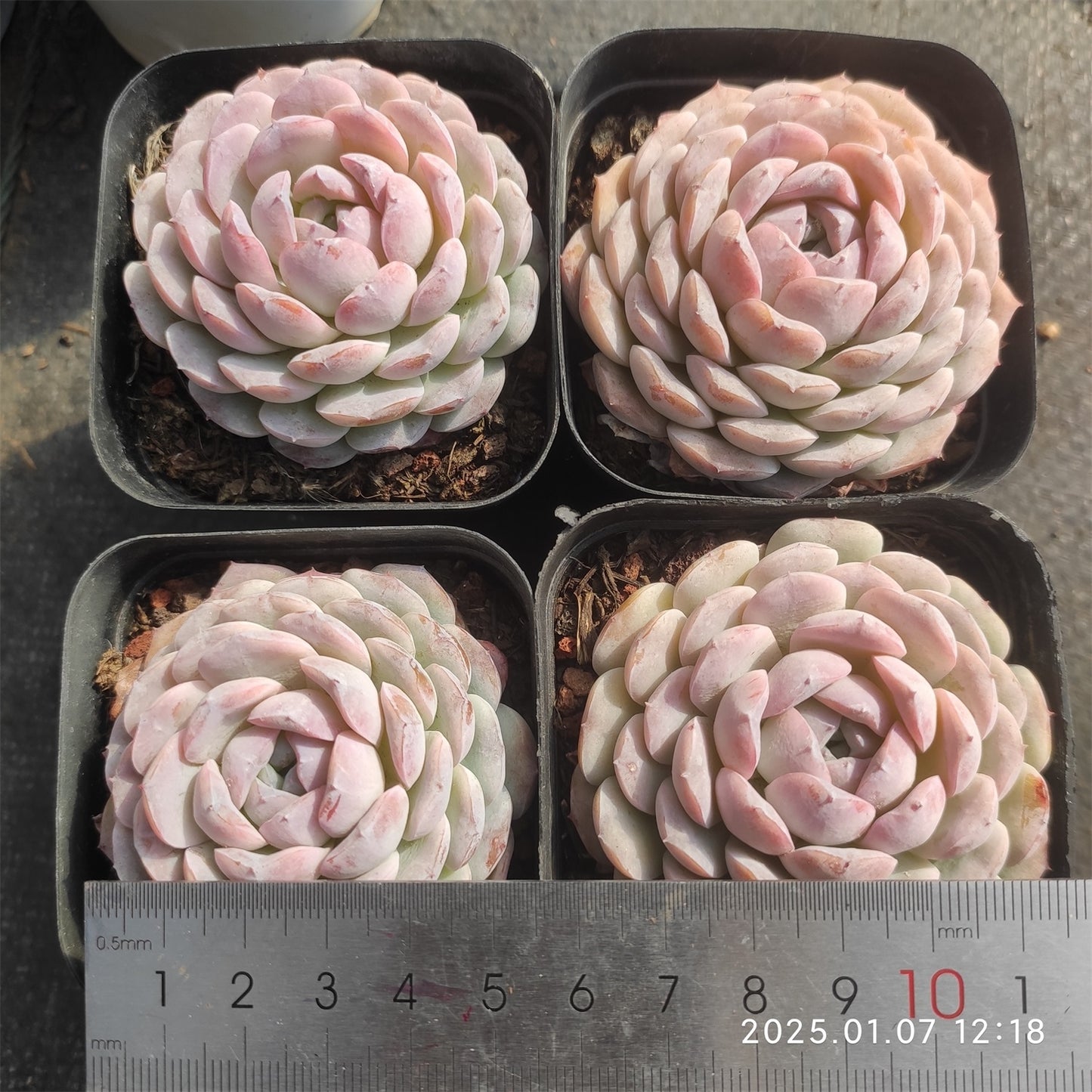DWZ230 ワイト ルート (7cm pot)