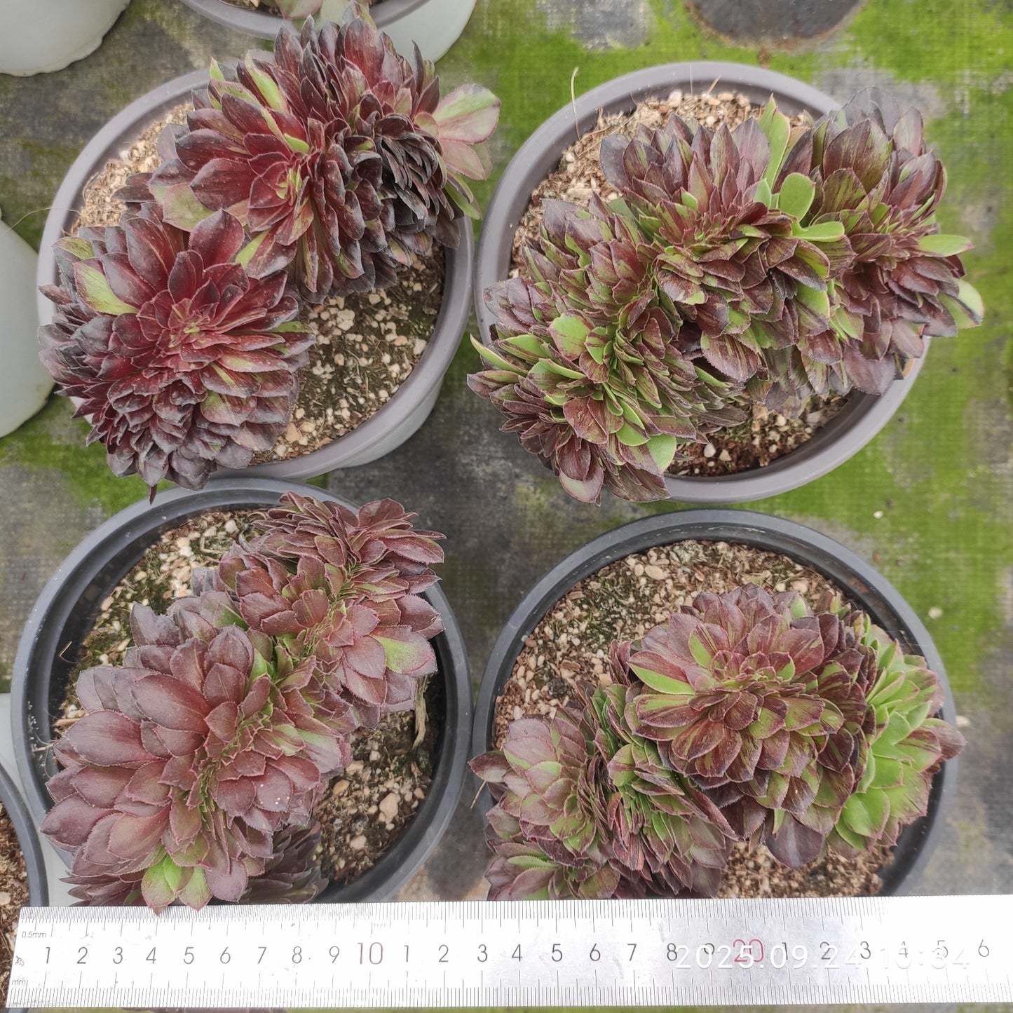 ON663 ムーン ナイト 綴化(20cm pot)