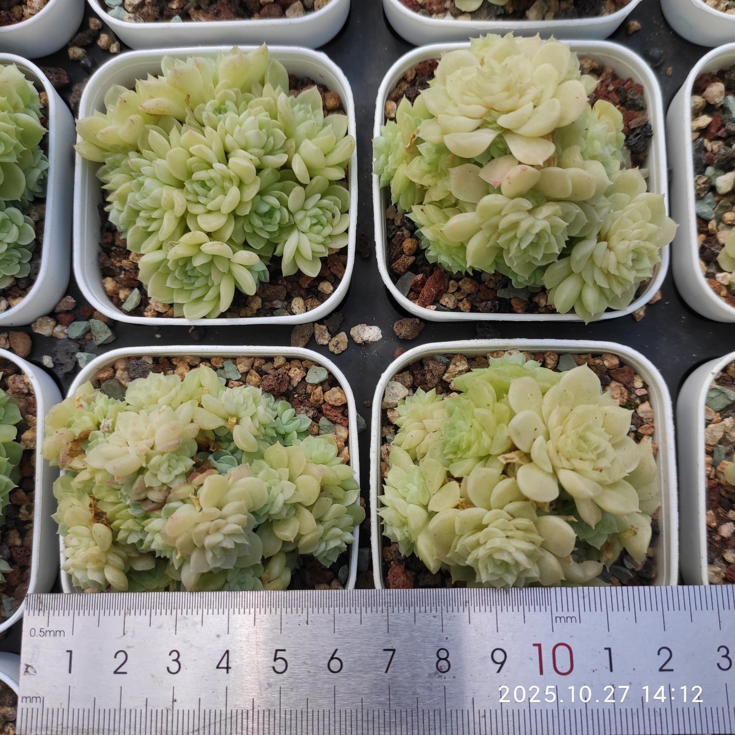 21781 ワイト スウォンHyb(7cm pot)