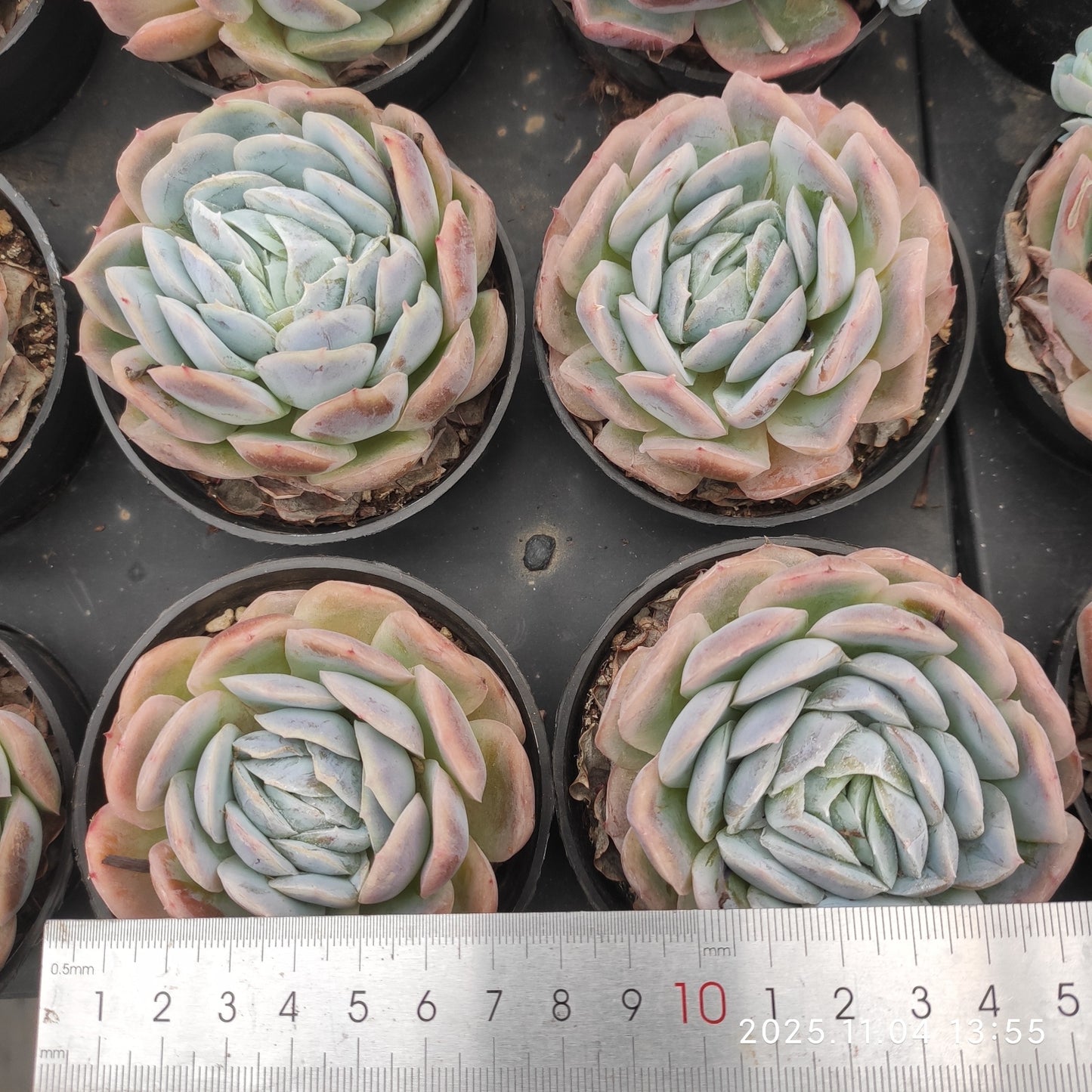 20789 ポトシナ(9cm pot)