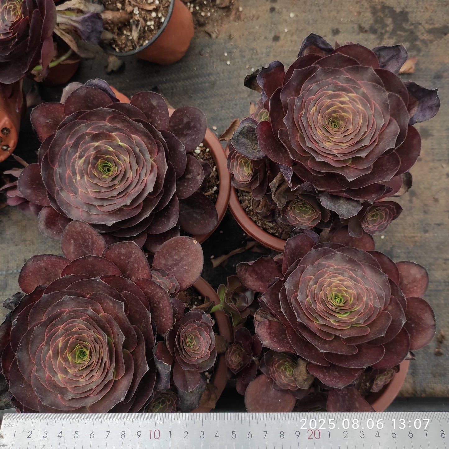 BC027 チャーム ゴールド(17cm pot)