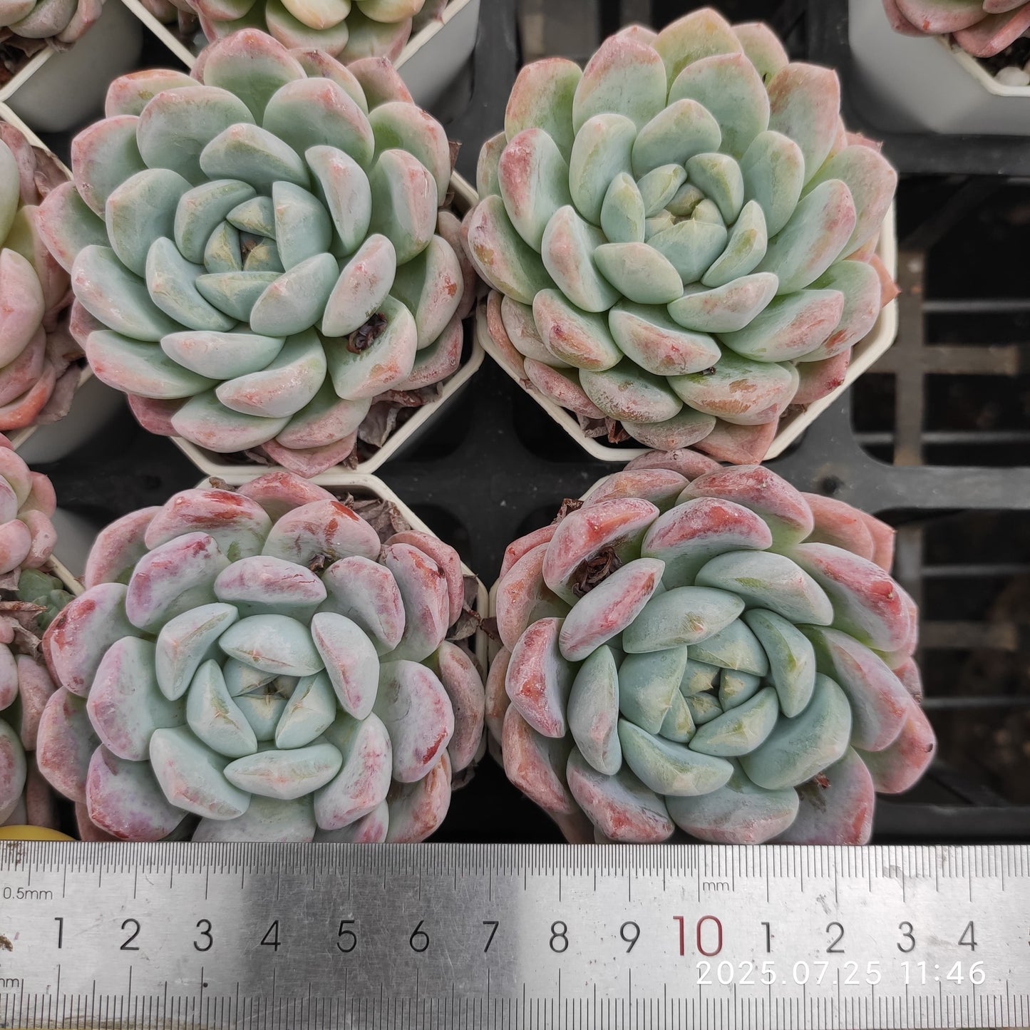 NGN207 スィックモンロー (7cm pot)