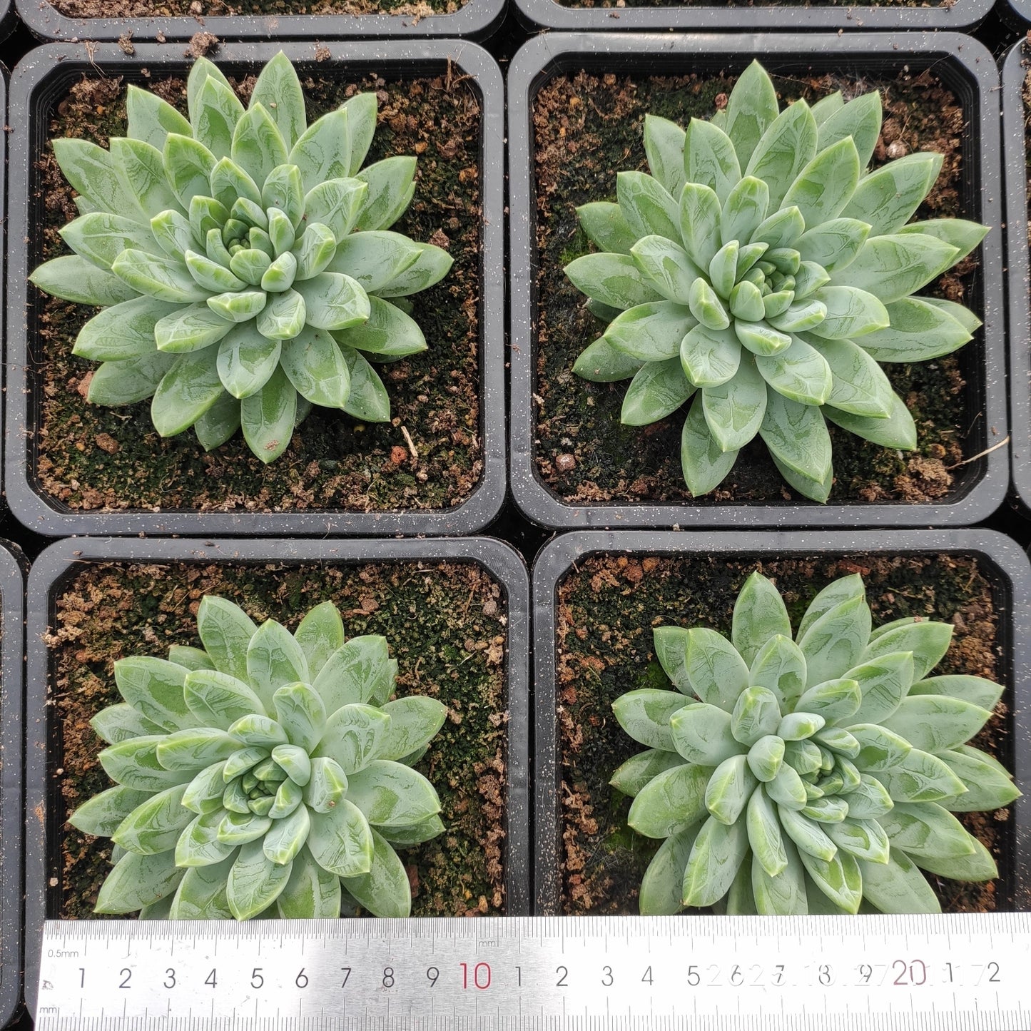 ZAJ081 コーン ポピーHyb(12cm pot)