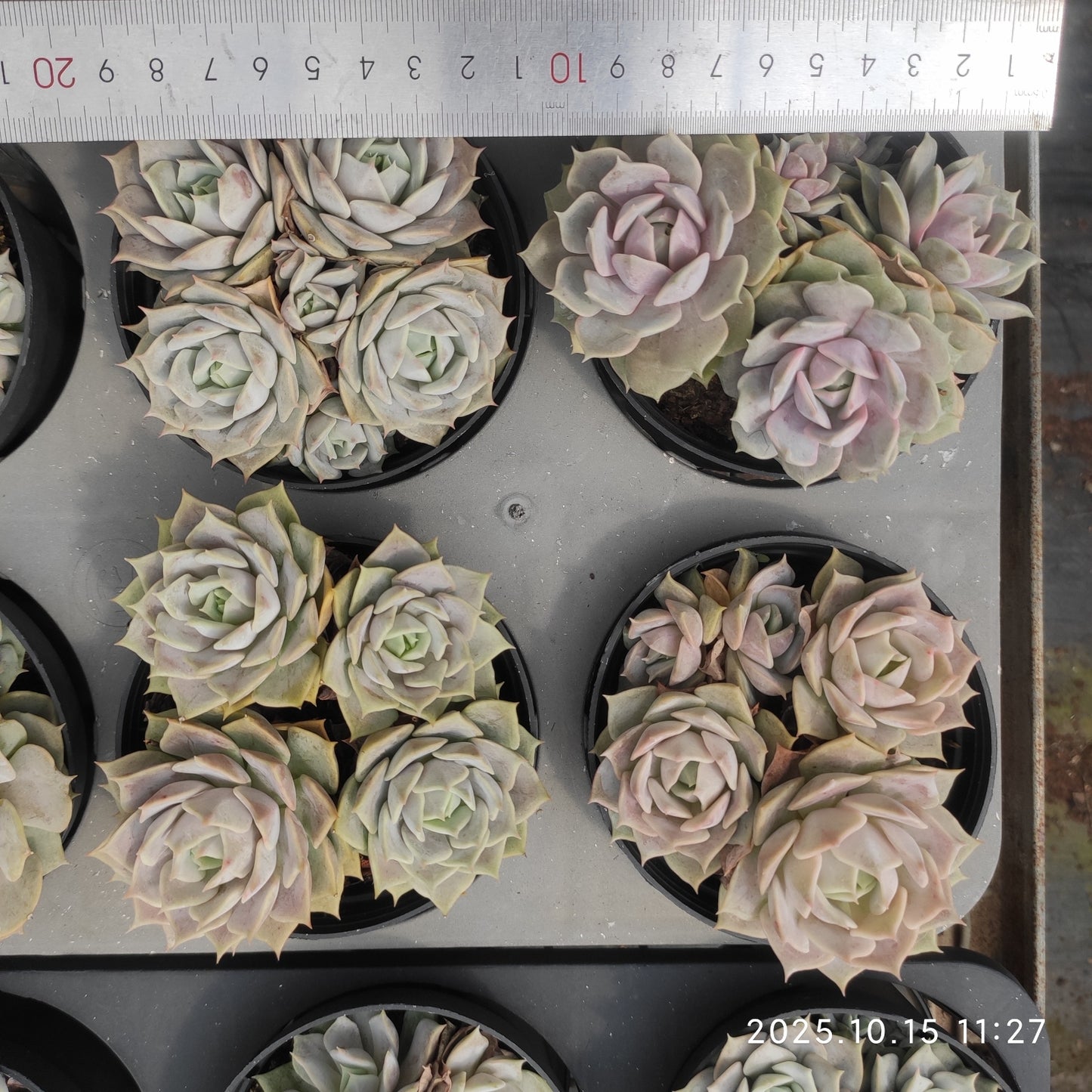 21455 ルシーナ(9cm pot)