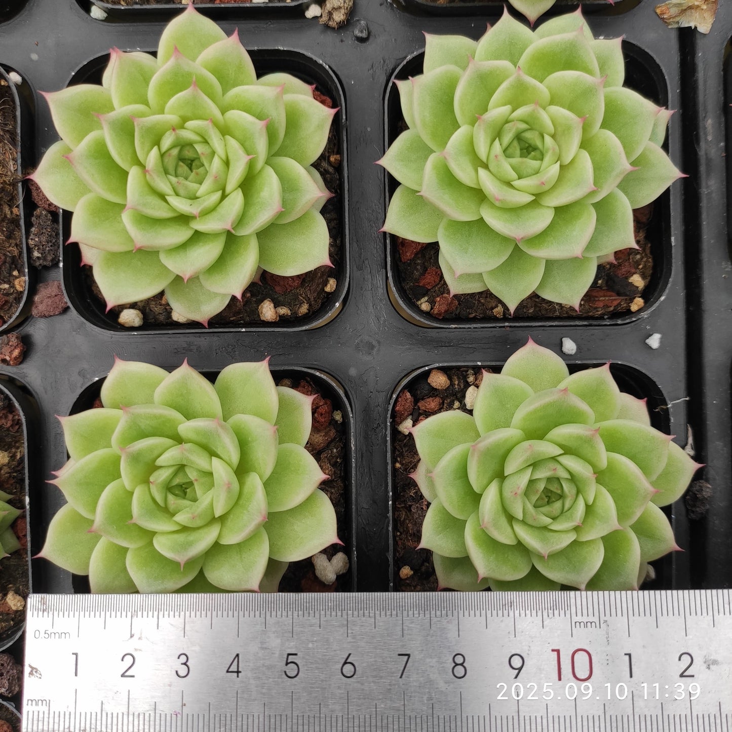 HG042 マルギャンHyb(7cm pot)