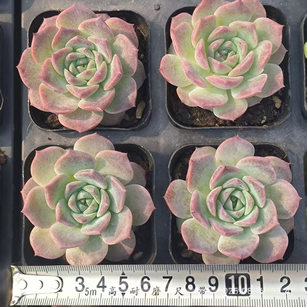 LG460 ピュアラブ(7cm pot)