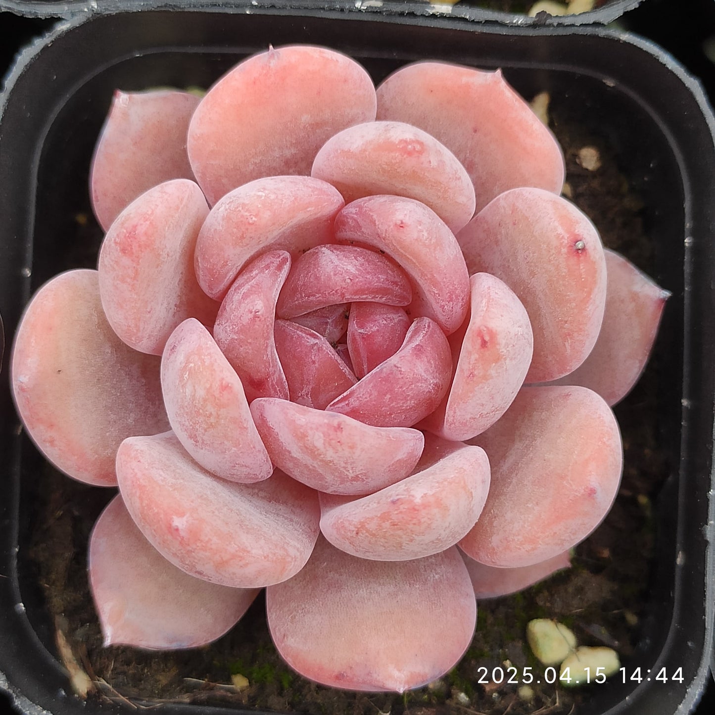 QN209 オレンジモンロー(5.5cm pot)