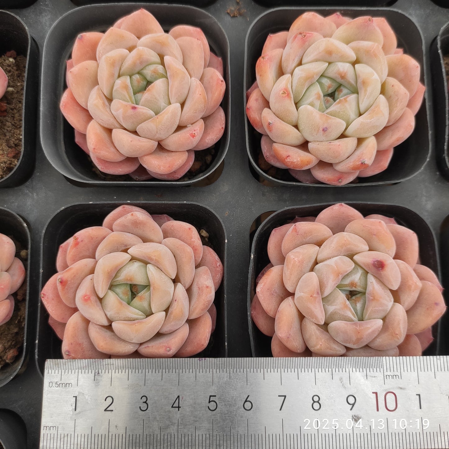 LMM388 ローンリー ハート Hyb(7 cm pot)